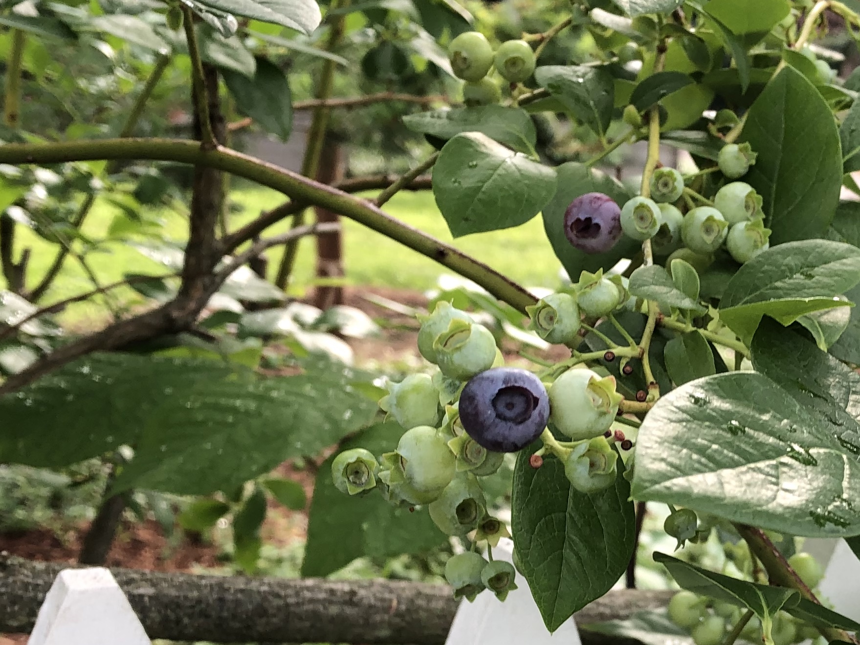 071120-blueberries-ConcordMA