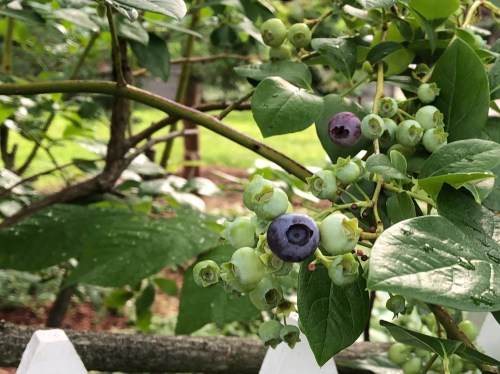 071120-blueberries-ConcordMA