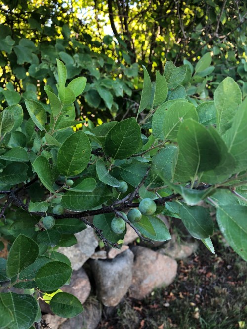 072120-beach-plums-coming-along