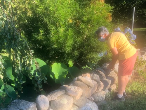 072120-Sandy-checks-for-lotus-buds