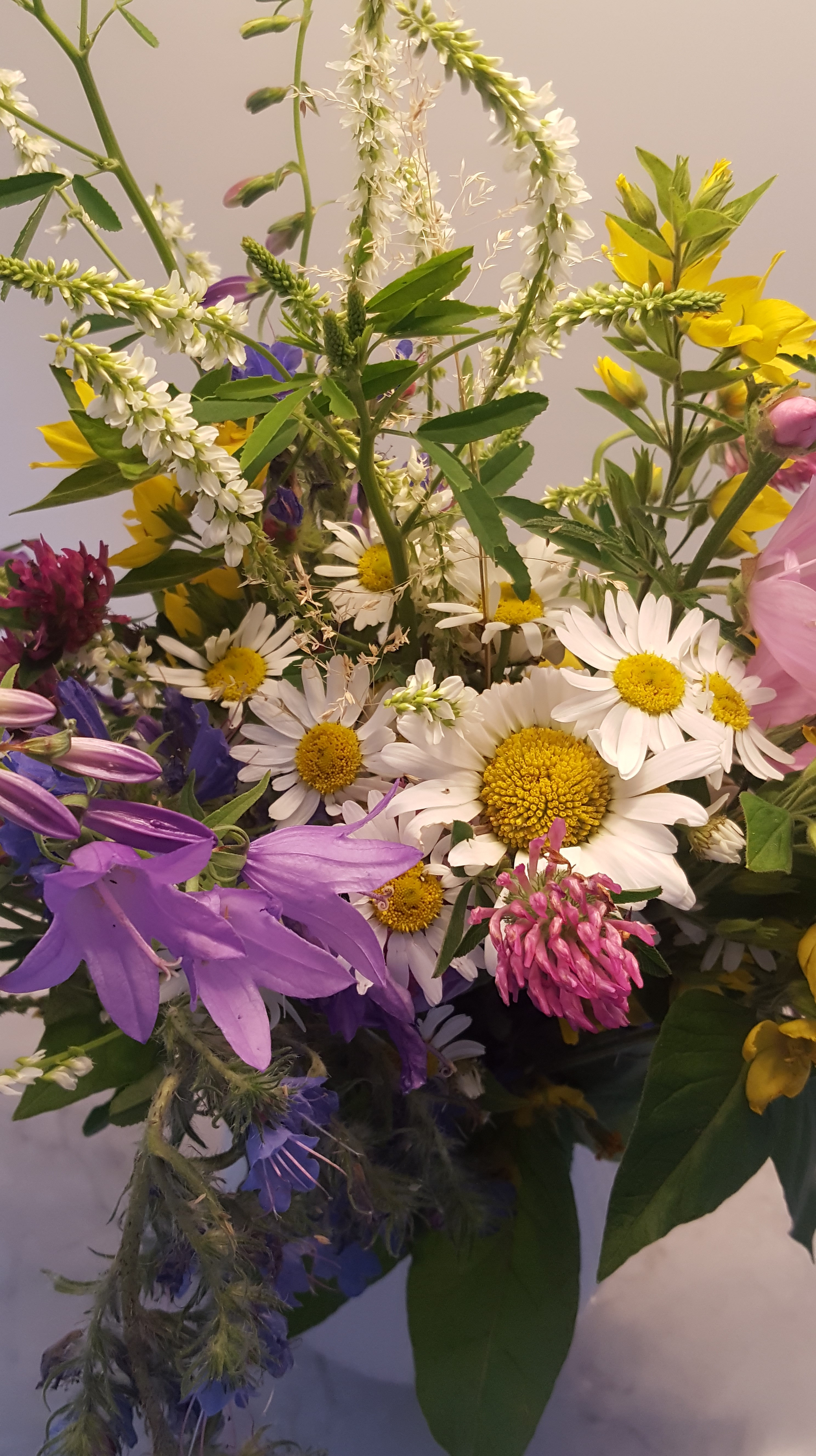 20200711-wildflowers-from-Stockholm