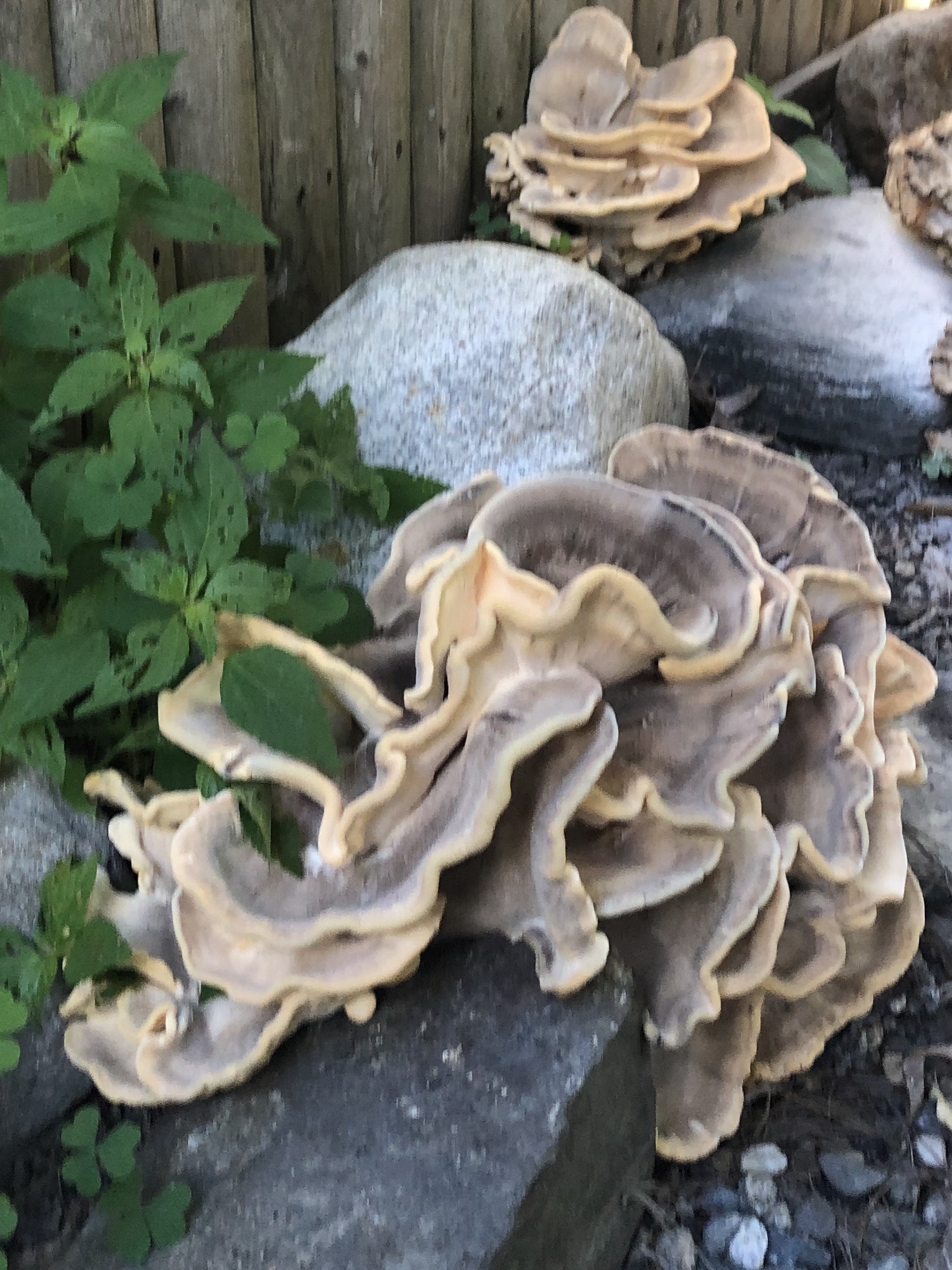 072920-mystery-fungus