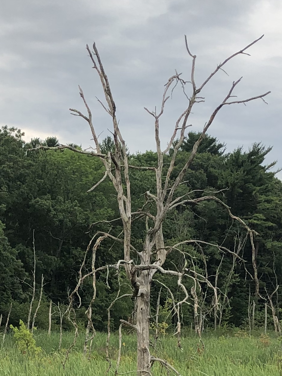 073020-wetlands-Cambridge-Turnpike