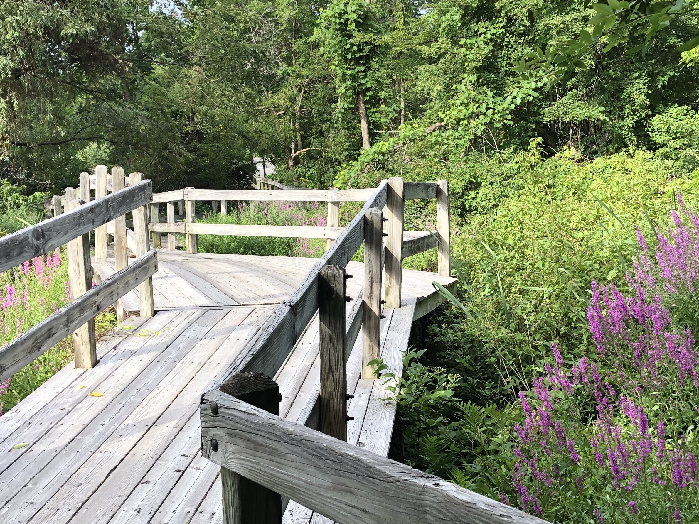 073120-loosestrife-by-bridge