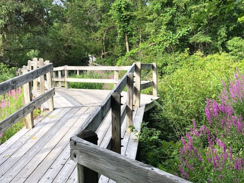 073120-loosestrife-by-bridge