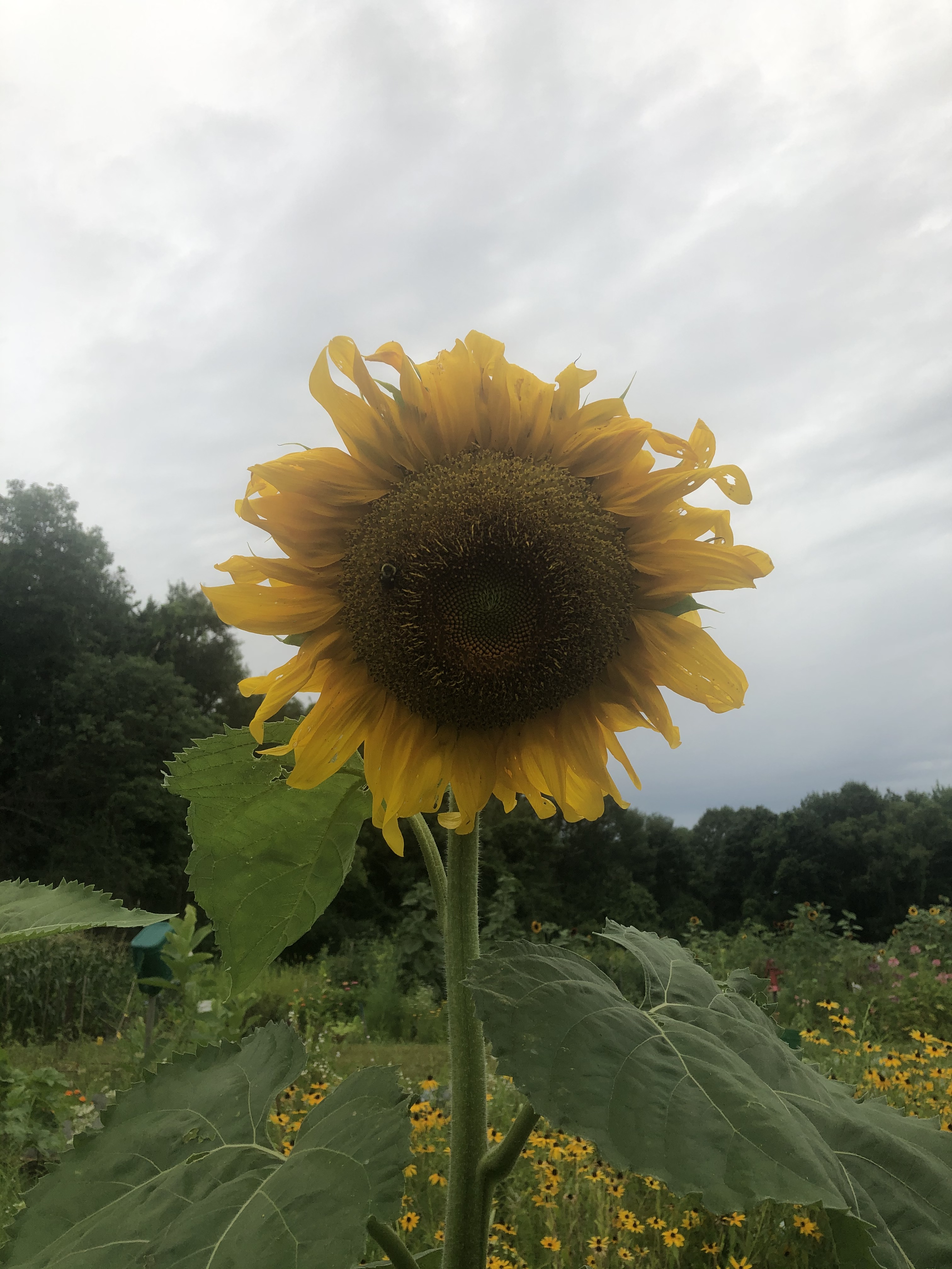 080420-sunflower-on-gray-day