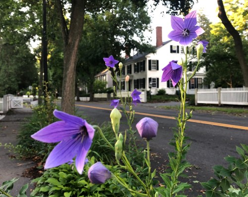 080520-balloon-or-Japanese-bell-flower