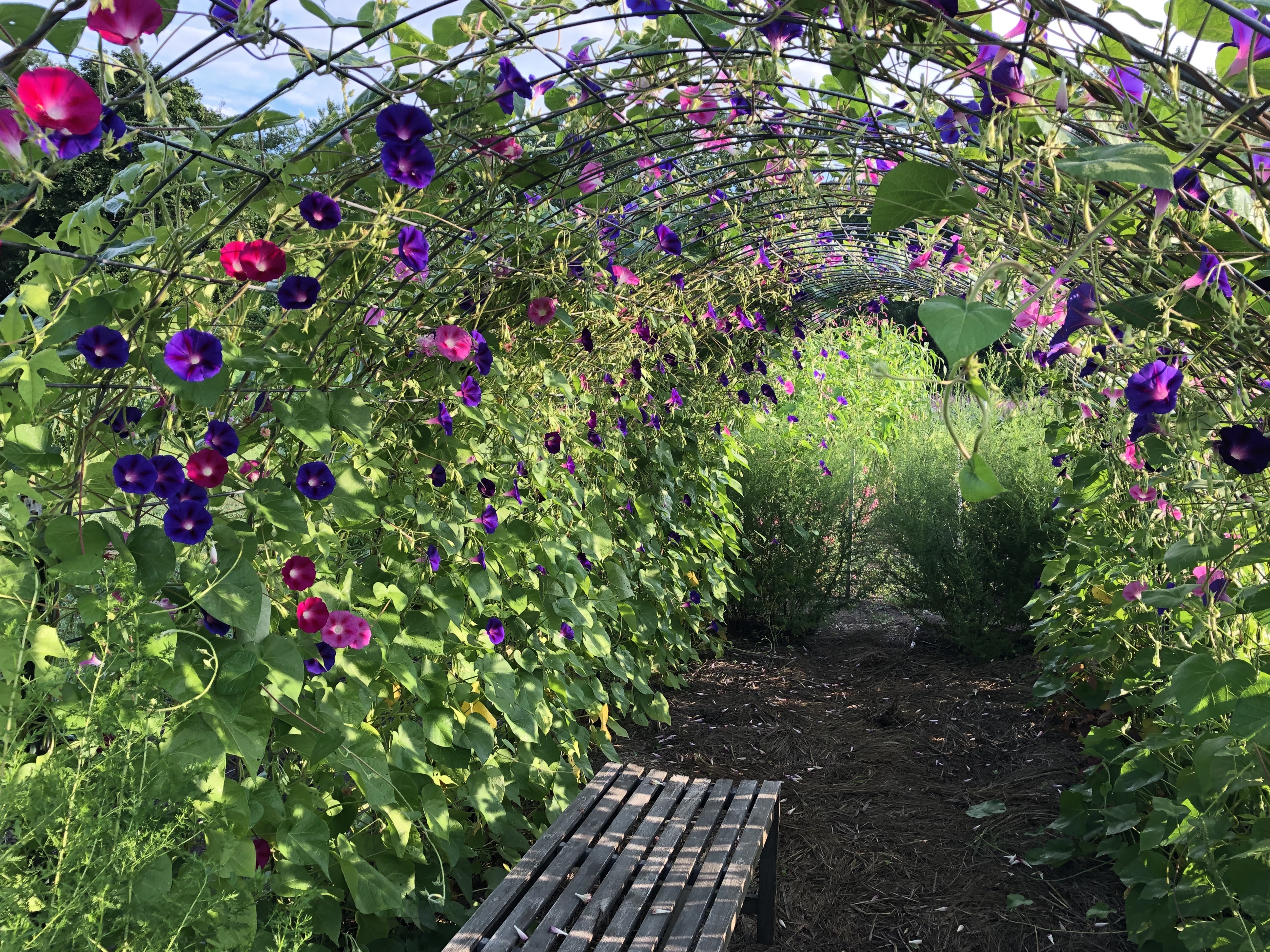 080620-arbor-in-community-garden