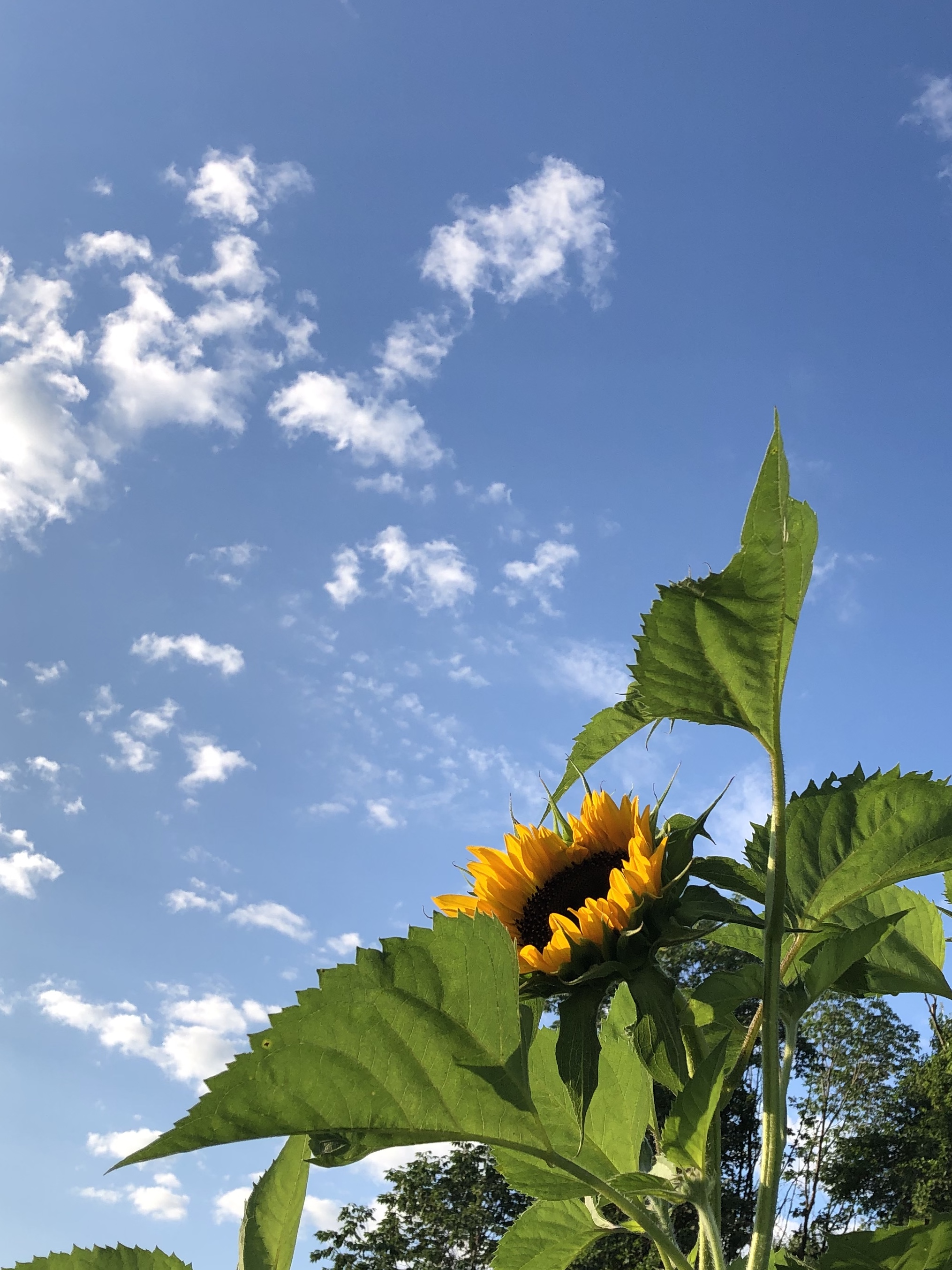 080620-sunflower-in-community-garden