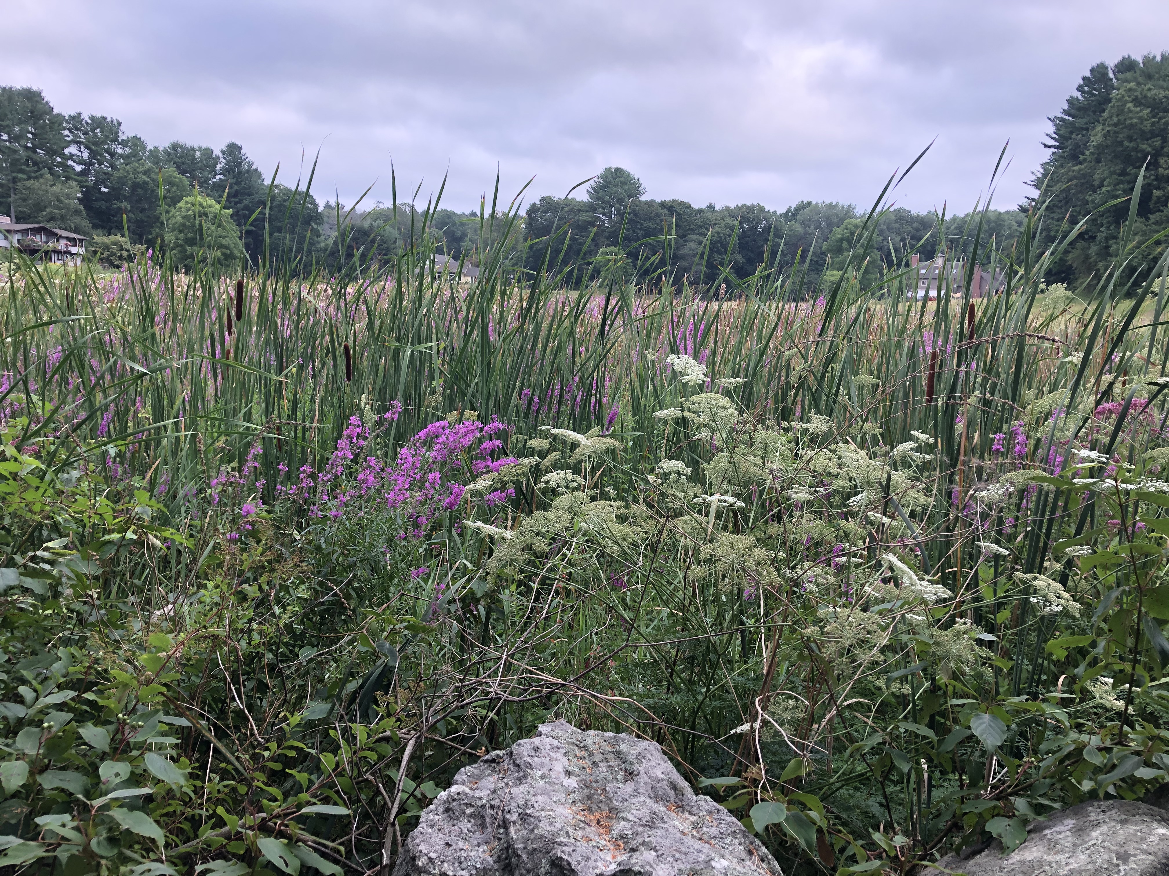 081520-.loosestrife-and-Queen-Annes-Lace