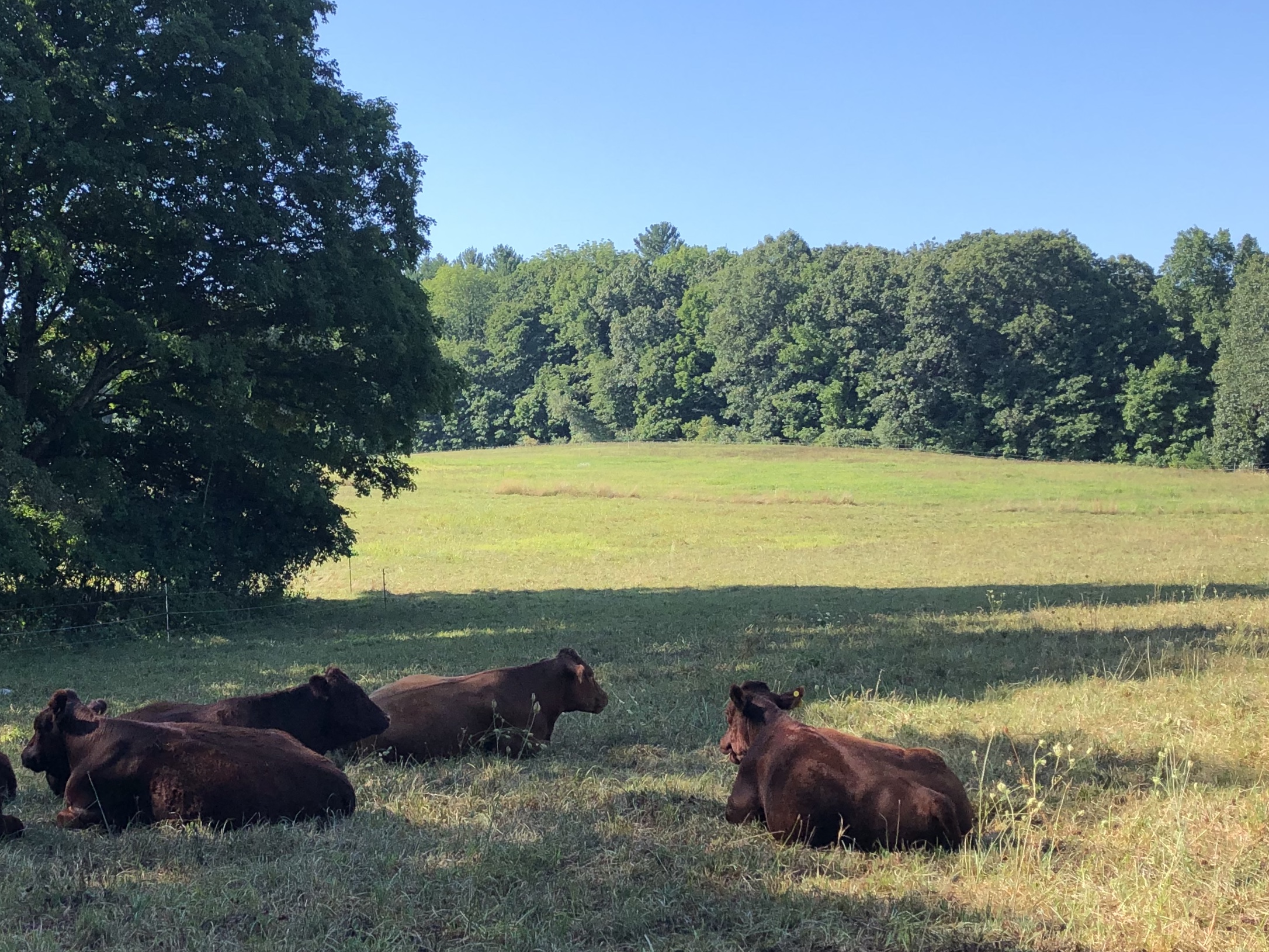 081920-cows