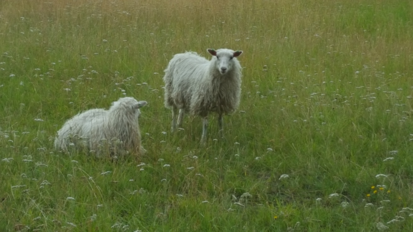 20200729-sheep-in-Skogen-Sweden