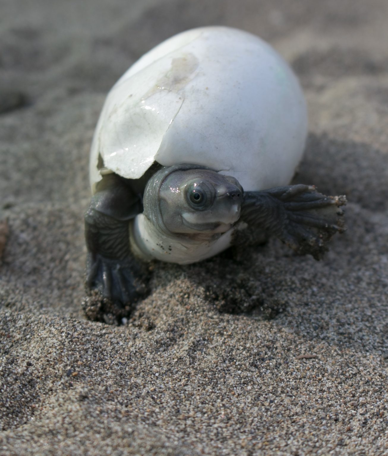 burmese-roofed-turtle-hatchling3-credit-myo-min-winwcs-myanmar-1306x1536-1