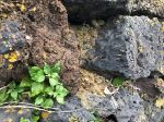 041123-Azores-volcanic-rock-basalt