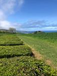 041223-Azores-tea-plantation