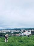 041323-Azores-likely-holstein-friesian